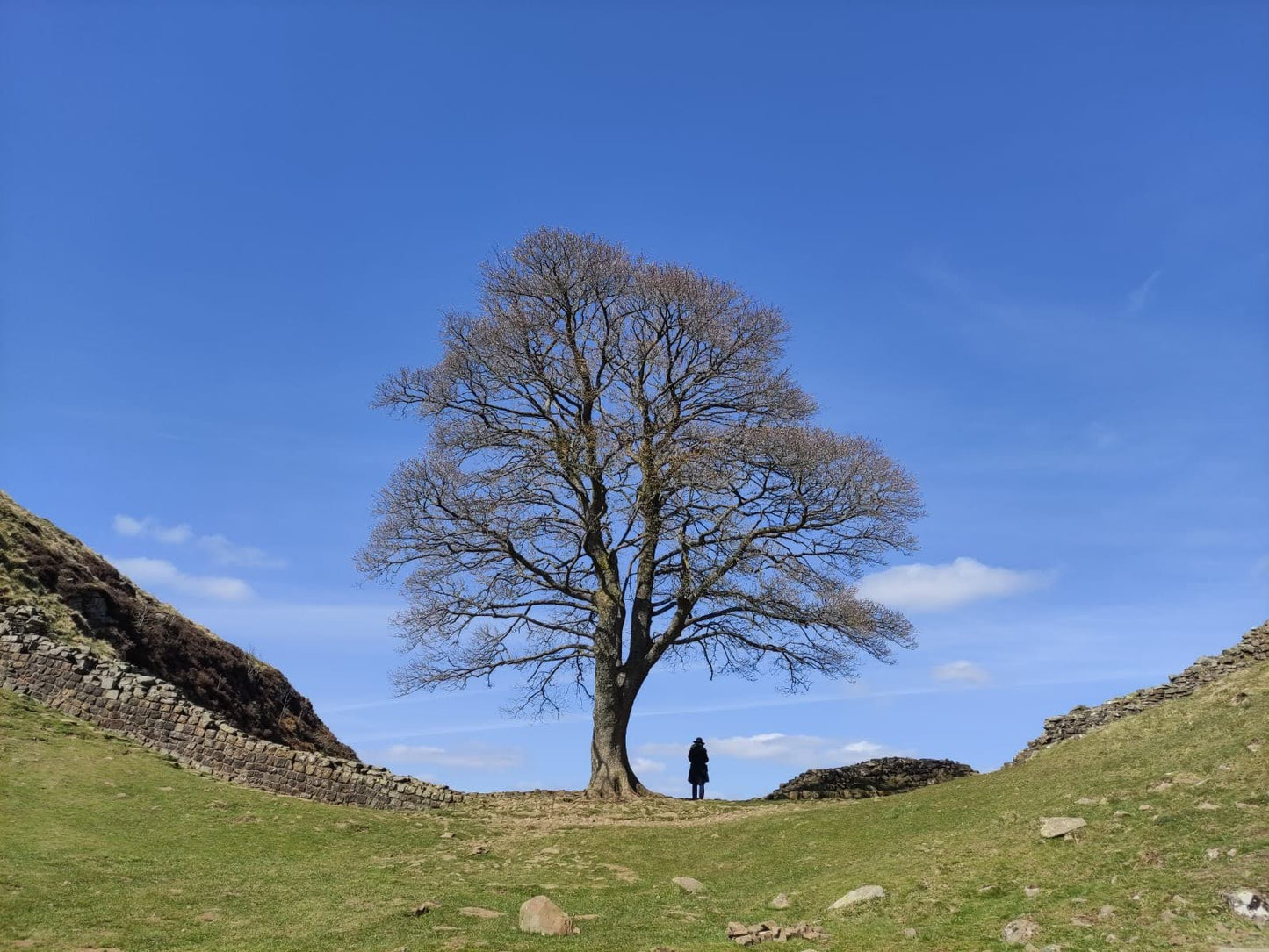 Sycamore gap silver pendant, handmade, robin hood tree - Irmy Creations